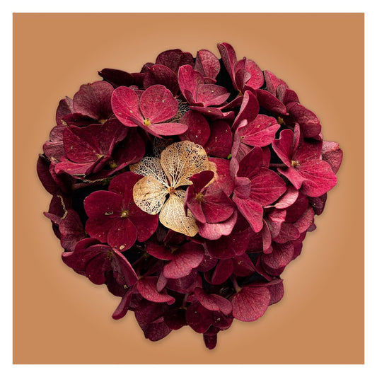 Hydrangea by Andrew Harrison, limited edition prints for sale on Hartello